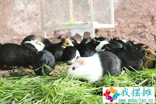 养殖荷兰猪有销路吗？挣钱吗？怎么找销路？