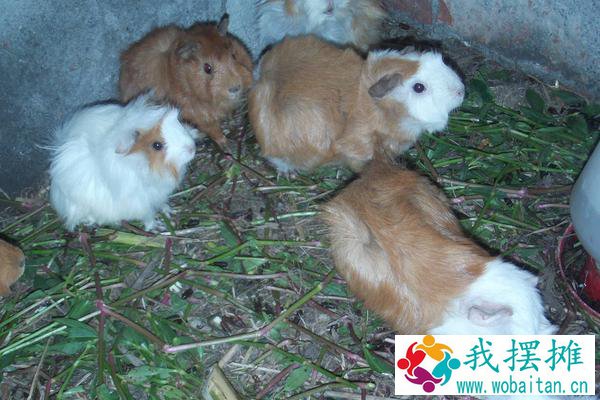 养殖荷兰猪有销路吗？挣钱吗？怎么找销路？