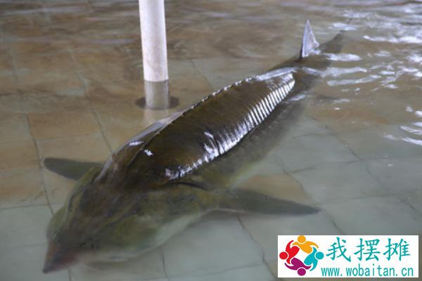养殖周期短的淡水鱼有哪些（回报率高）