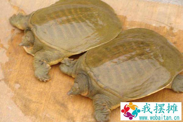 养殖周期短的淡水鱼有哪些（回报率高）