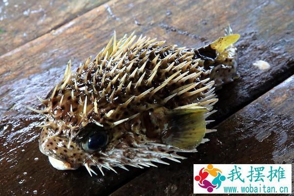 怎样在鱼缸里养河豚