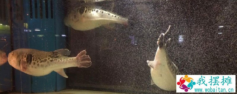 怎样在鱼缸里养河豚