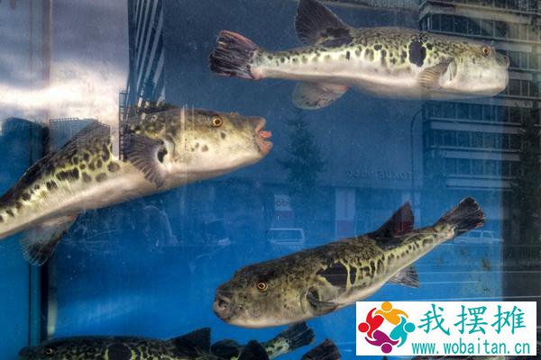 怎样在鱼缸里养河豚