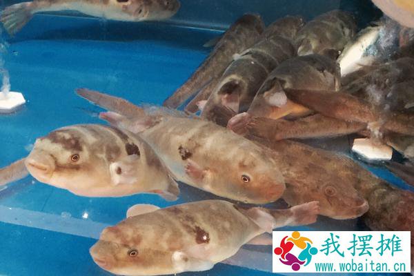 怎样在鱼缸里养河豚