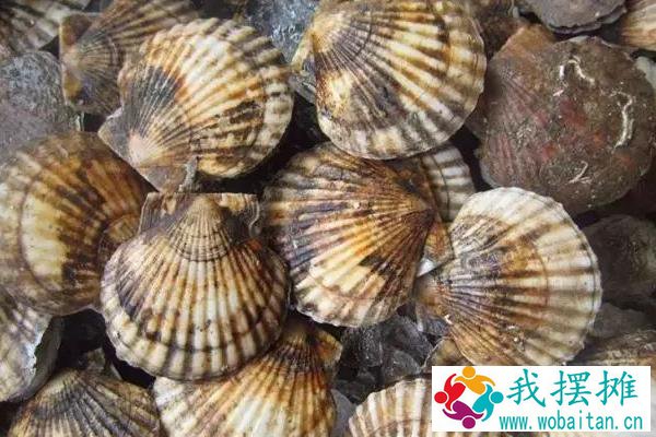 扇贝怎么养殖