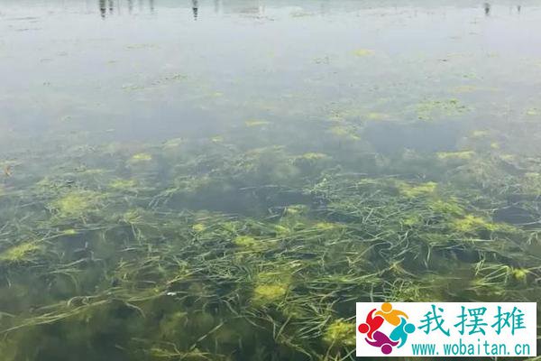河蟹养殖方法