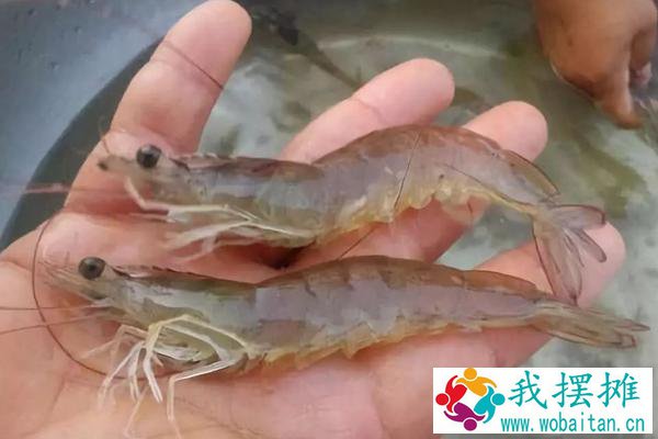 南美白对虾的生长周期