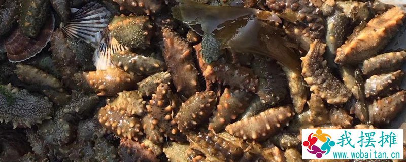 养海参苗赚钱吗
