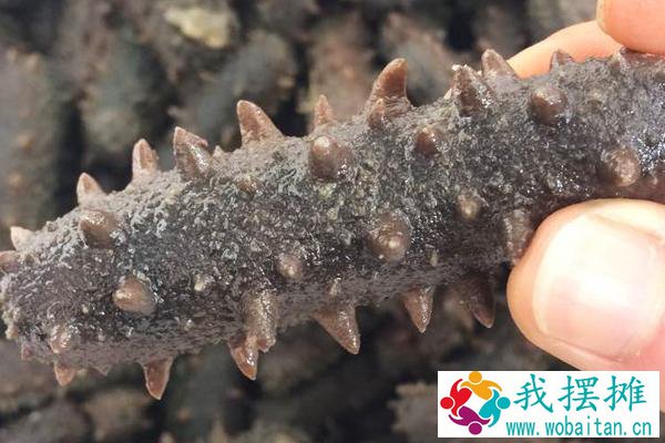 养海参苗赚钱吗