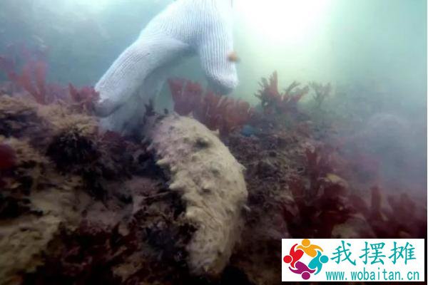 养海参苗赚钱吗