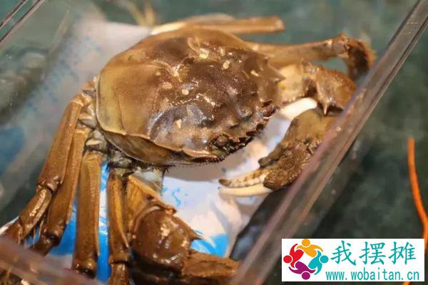 河蟹吃什么食物