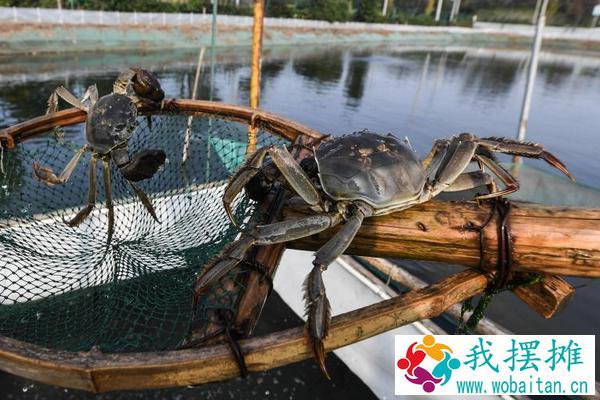 河蟹吃什么食物
