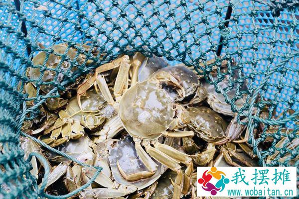 河蟹吃什么食物