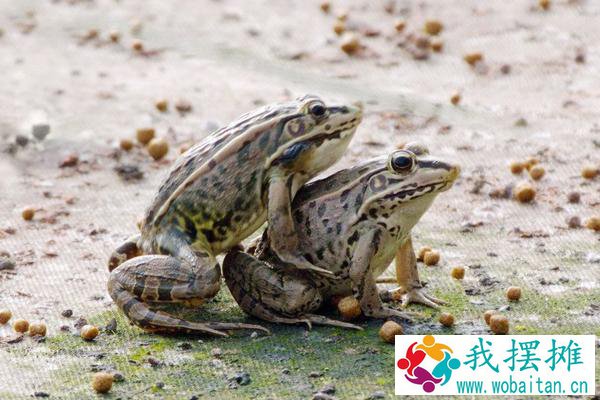 养青蛙的要点