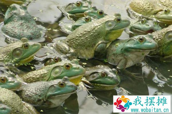 牛蛙养殖多久可以出售