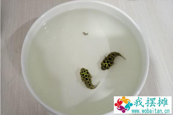 养河豚适合多大的缸