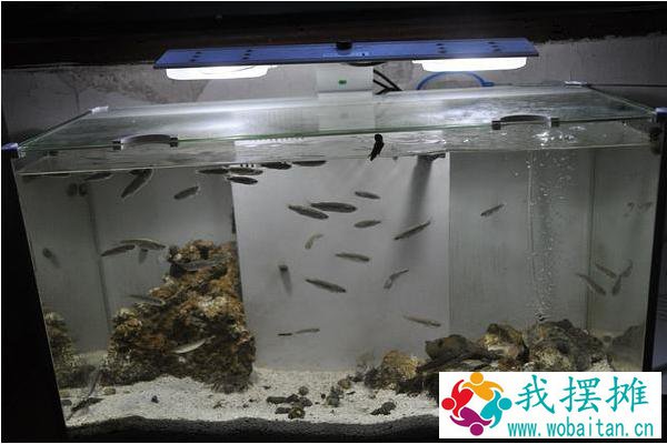 养河豚适合多大的缸