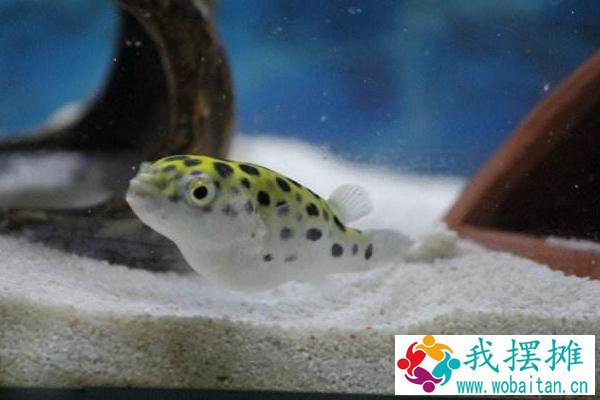 养河豚适合多大的缸