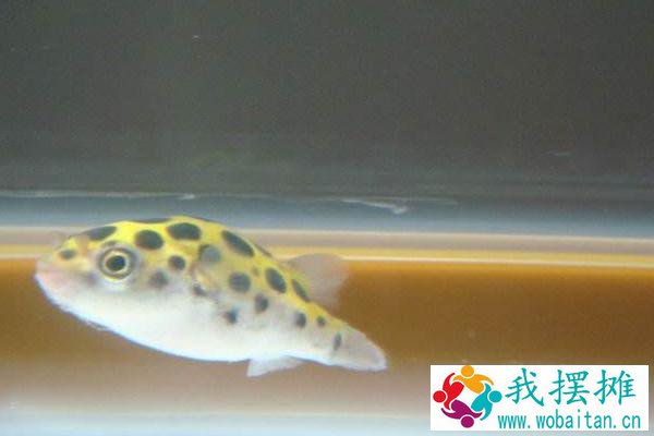 养河豚适合多大的缸