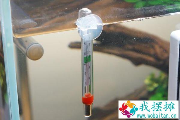 养河豚适合多大的缸