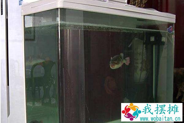 养河豚适合多大的缸