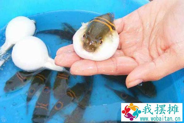 如何养河豚