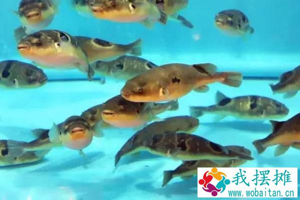 如何养河豚