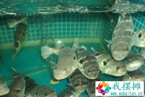 如何养河豚