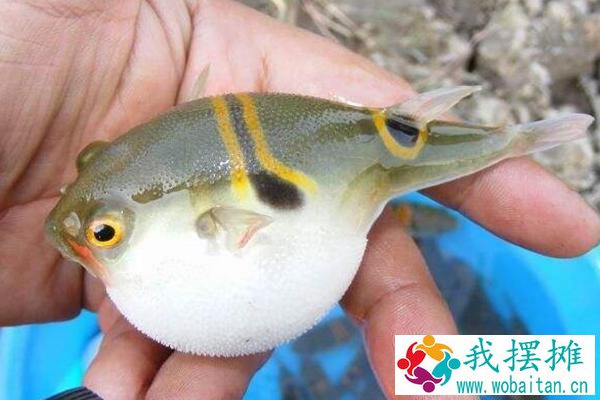 如何养河豚