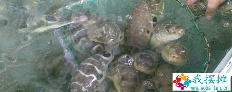 河豚养殖方法
