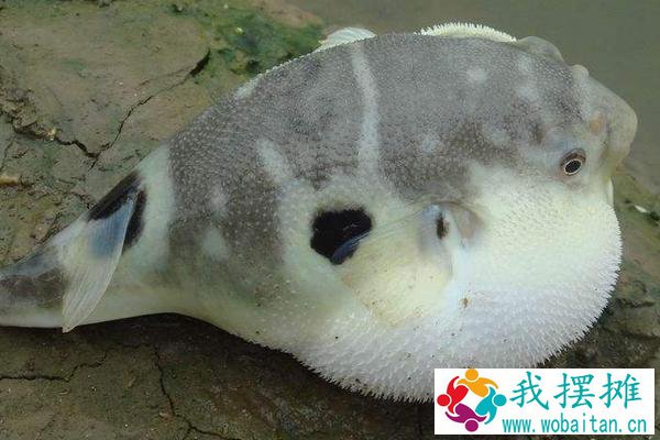 河豚养殖方法