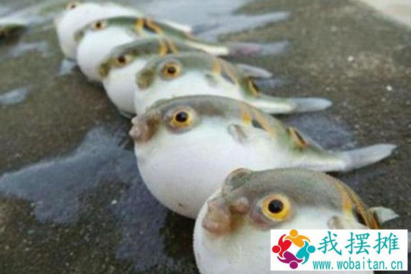 河豚养殖方法