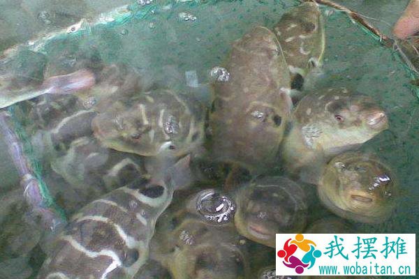 河豚养殖方法