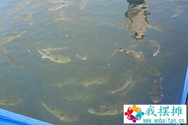 河豚养殖方法