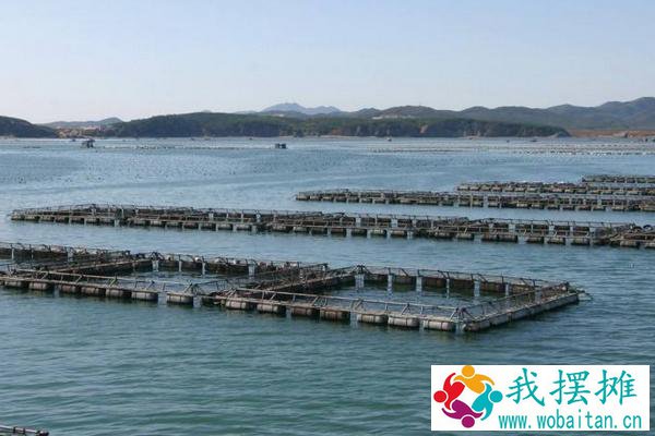 河豚养殖方法