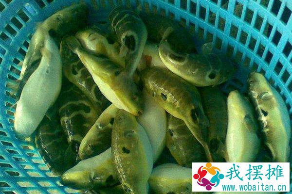 河豚养殖方法