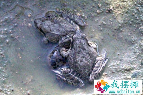 林蛙养殖环境