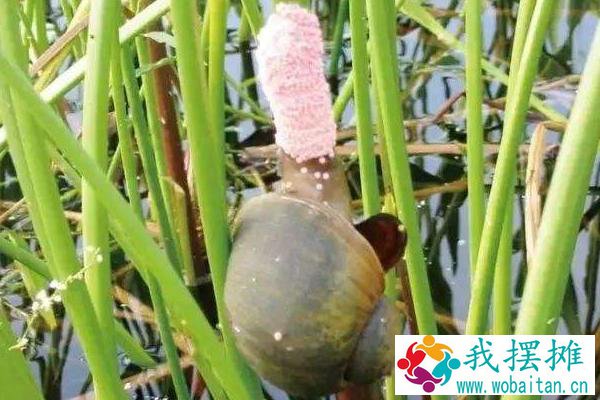 福寿螺能喂青鱼吗