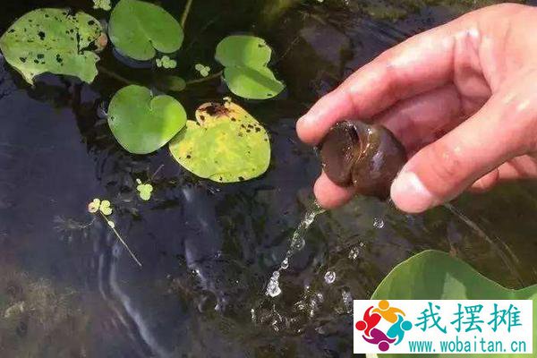 福寿螺能喂青鱼吗