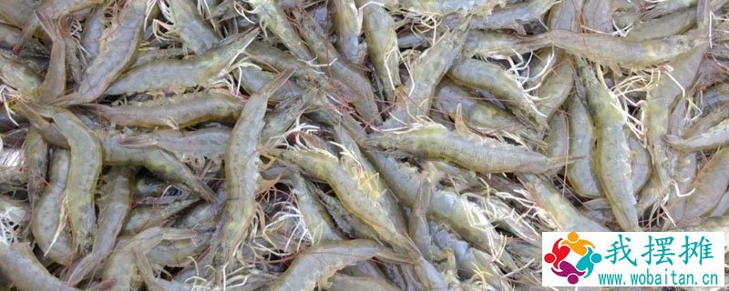 南美白对虾养殖特性