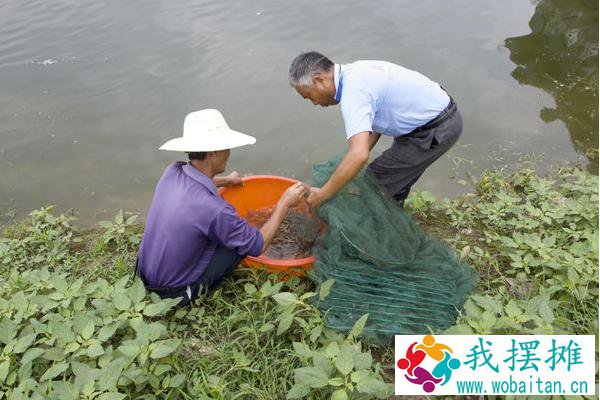 南美白对虾养殖特性