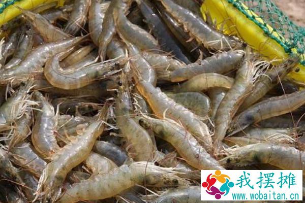 南美白对虾养殖特性