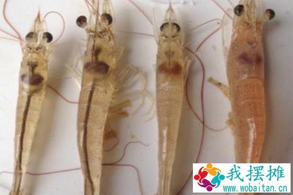 南美白对虾养殖特性