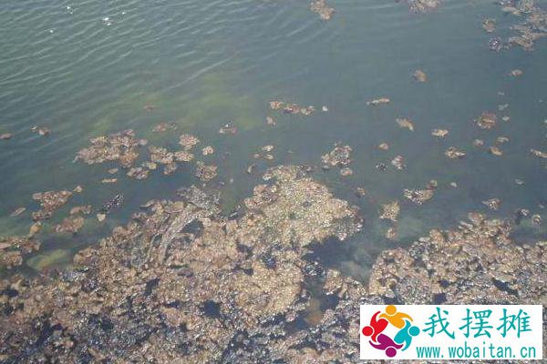 对虾养殖水质大全