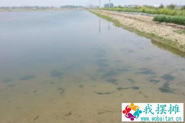 对虾养殖水质大全