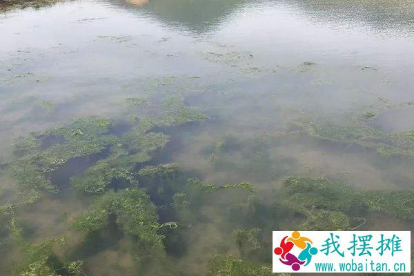 对虾养殖水质大全