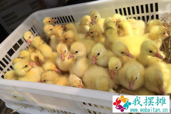 哪里有鹅苗批发，大量购买还需学会挑选好鹅苗