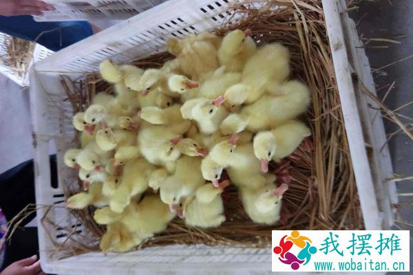 哪里有鹅苗批发，大量购买还需学会挑选好鹅苗