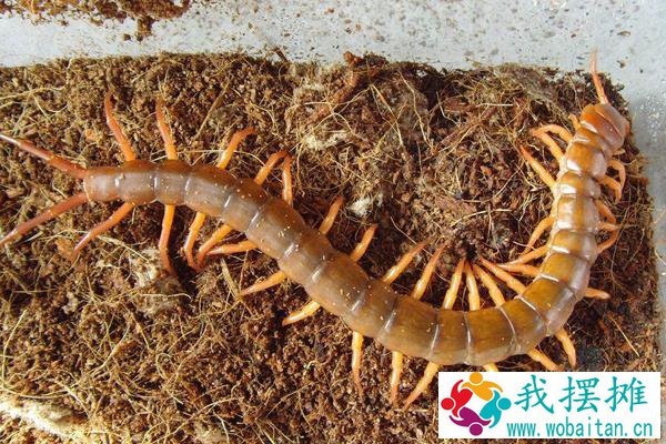 蜈蚣养殖成本要多少？人力成本占比最大，有销路利润很可观