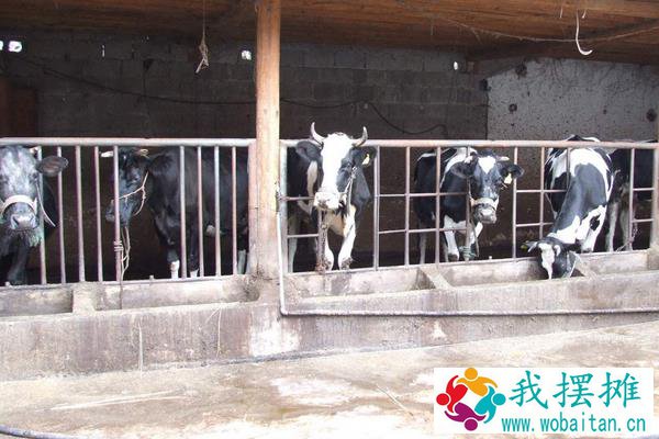 奶牛养殖现状，养殖不够精细，追求产量忽视质量